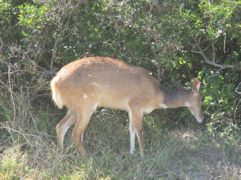 4 Bedroom Property for Sale in Dana Bay Western Cape